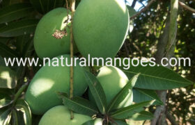 Best Place to Buy Banganapalli Mangoes Online