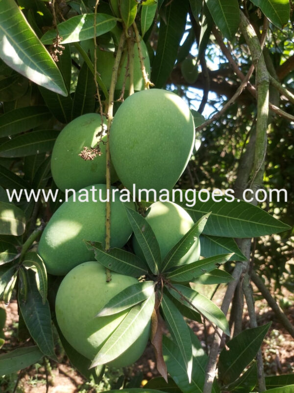 Organic Banganapalli Mangoes