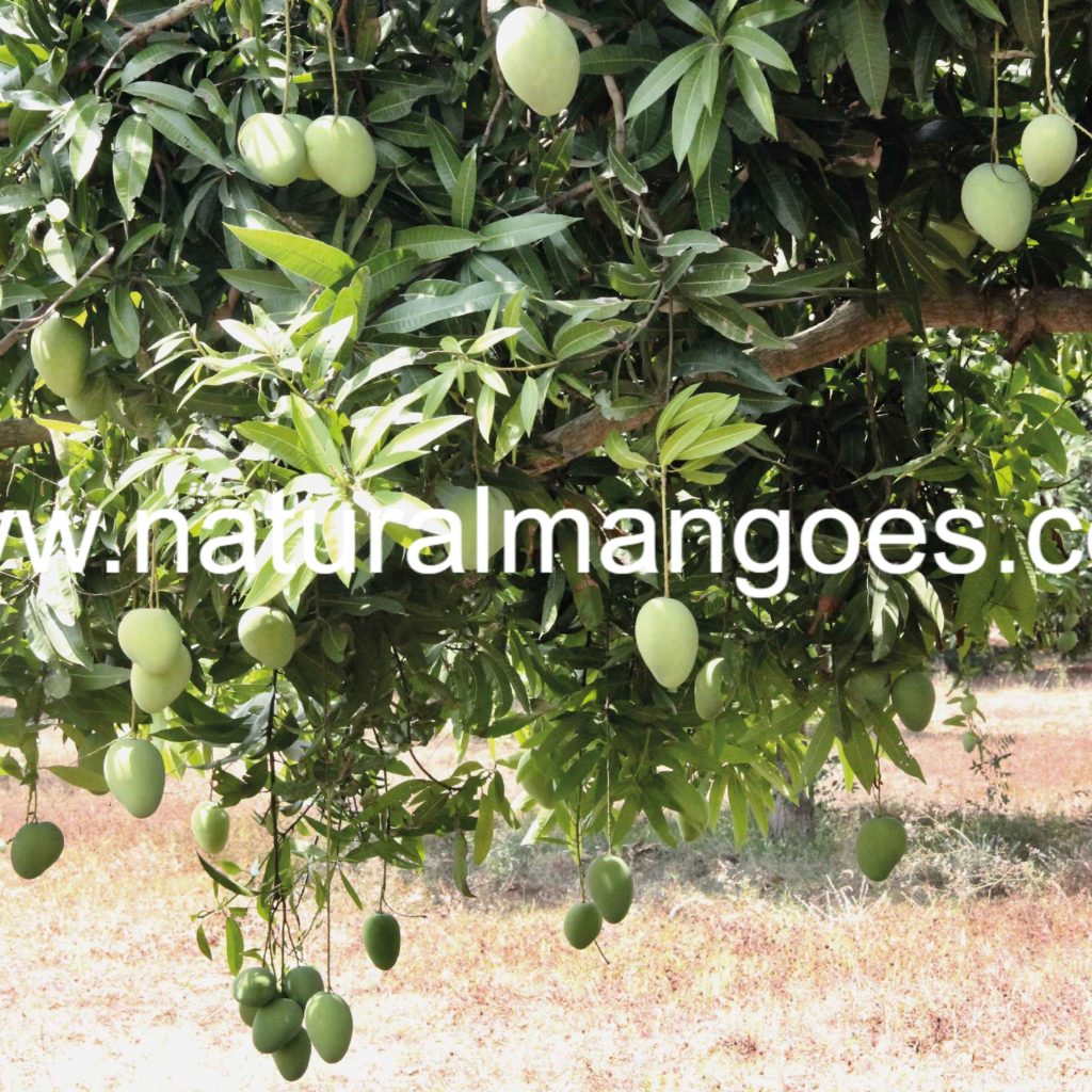 BANGANAPALLI MANGO Natural Mangoes, ARNV Farms