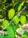 Banganapalli Mangoes