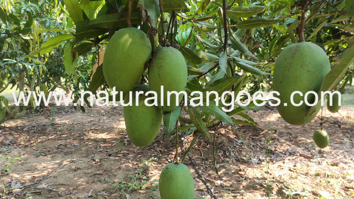 Imampasand Mangoes - The king of mangoes - Natural Mangoes, ARNV Farms