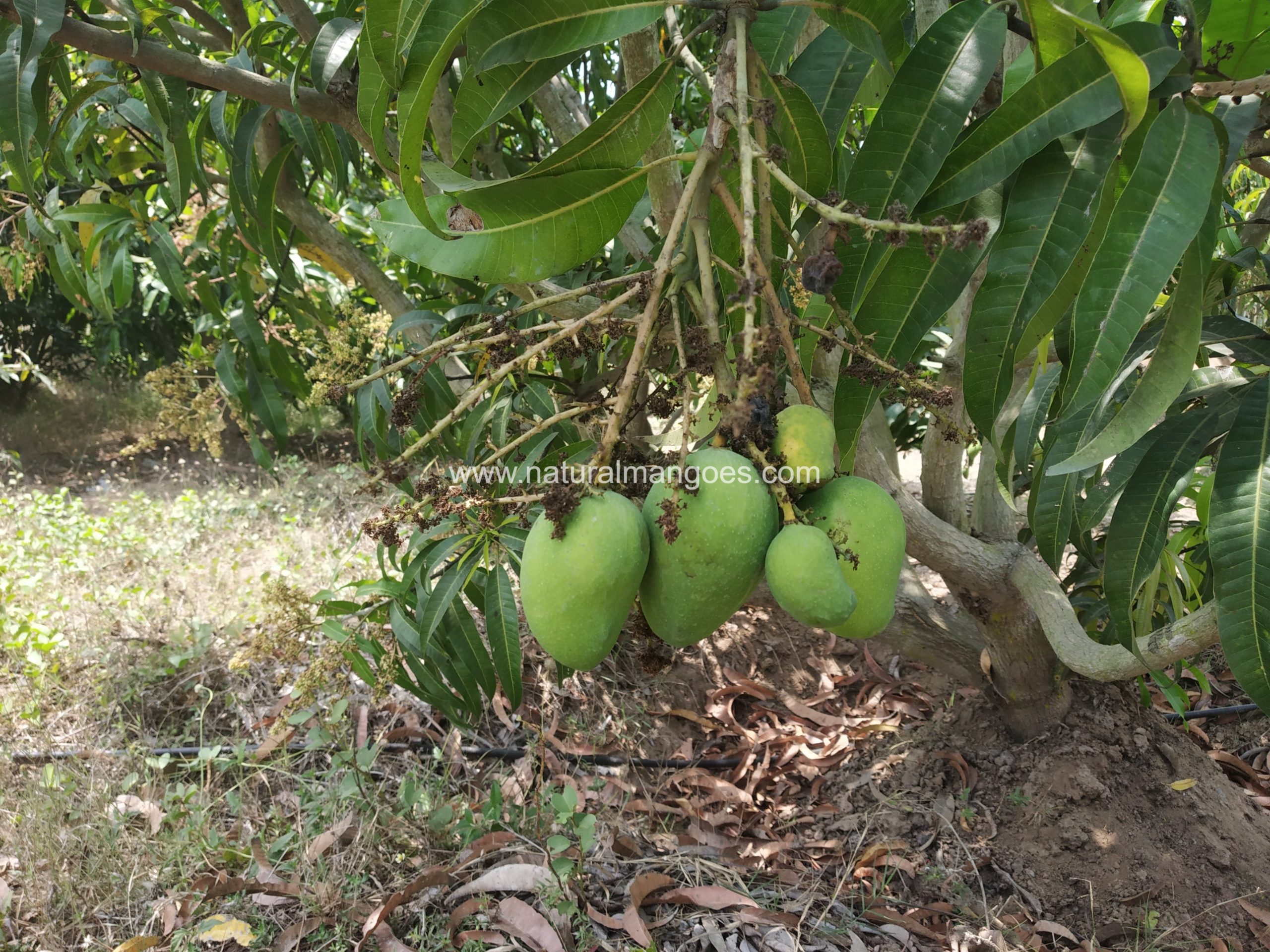 ALPHONSO / GUNDU MANGO Natural Mangoes, ARNV Farms