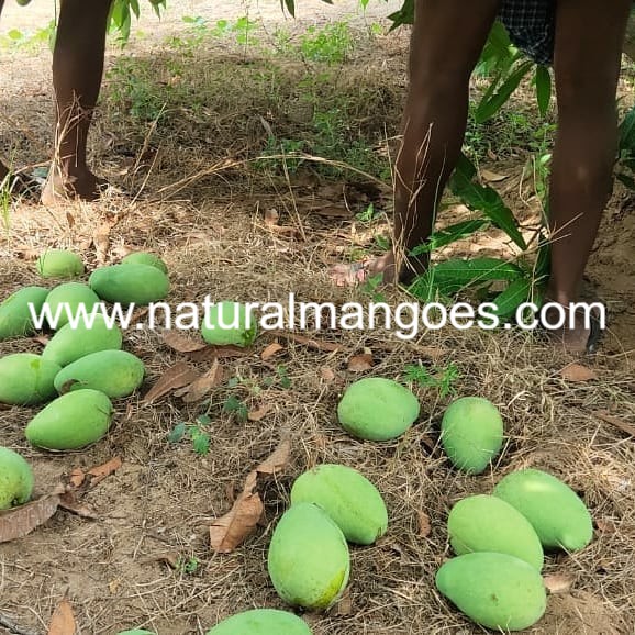 IMAM PASAND MANGO Natural Mangoes, ARNV Farms
