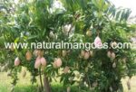 Natural Mangoes Chennai Offers Premium Quality Organic Mangoes