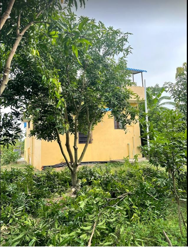 Mango Tree After Pruning