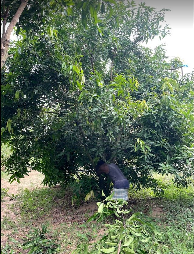 Mango Tree Before Pruning
