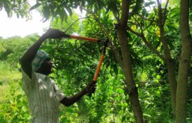 How To Prune a Mango Tree
