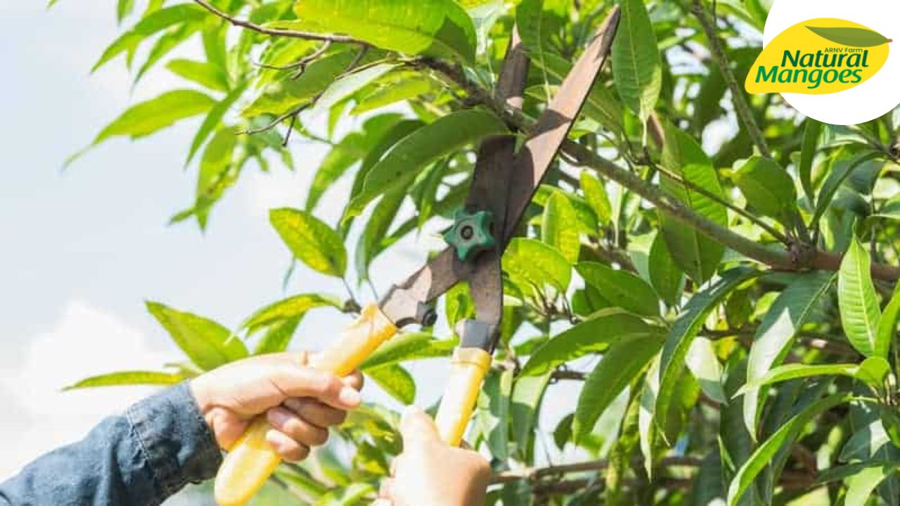 Mango Farm Maintenance: A blog post about the best ways to maintain a mango farm