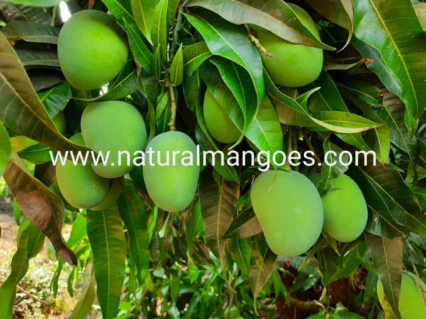 Health Benefits of Organic Alphonso Mangoes