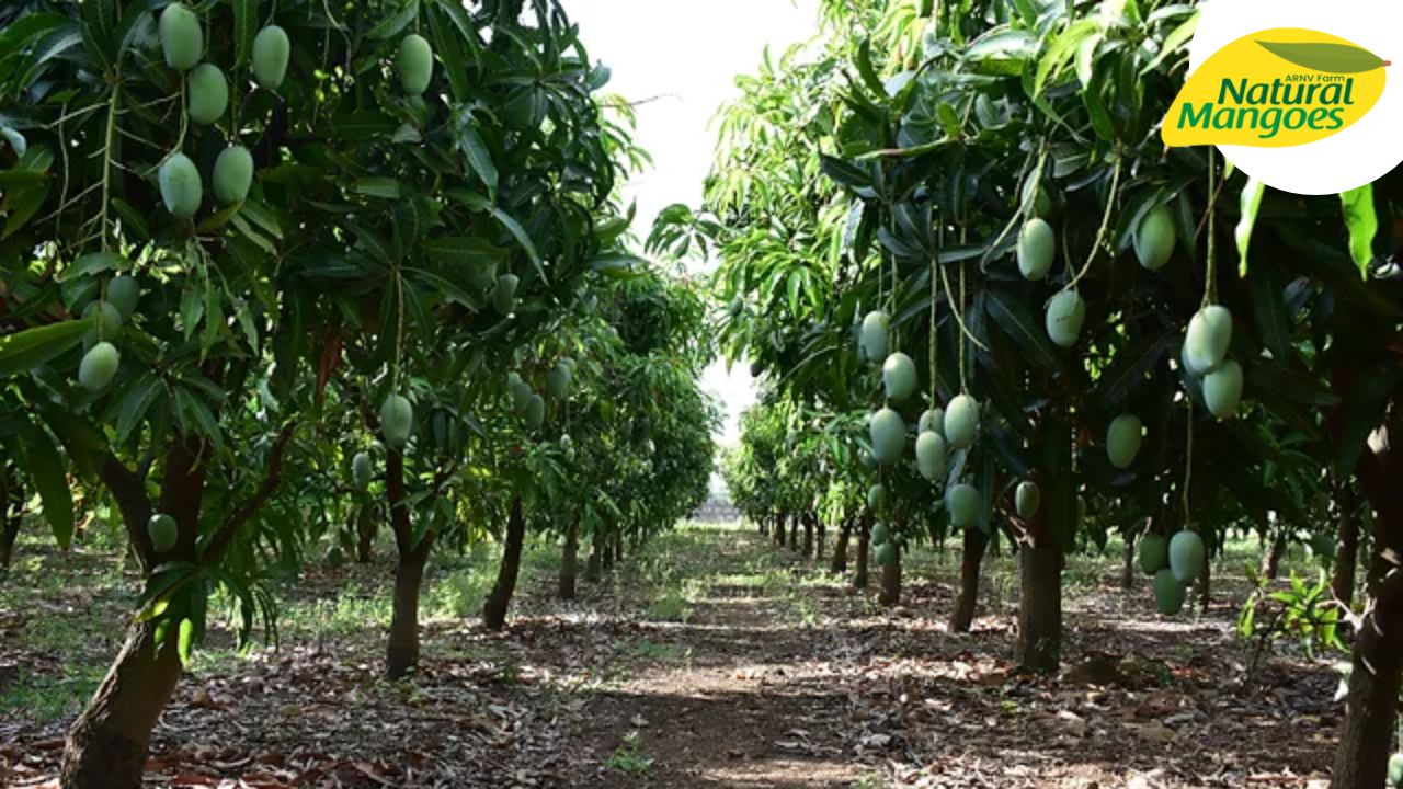 How to create new organic mango farm and best planting methods