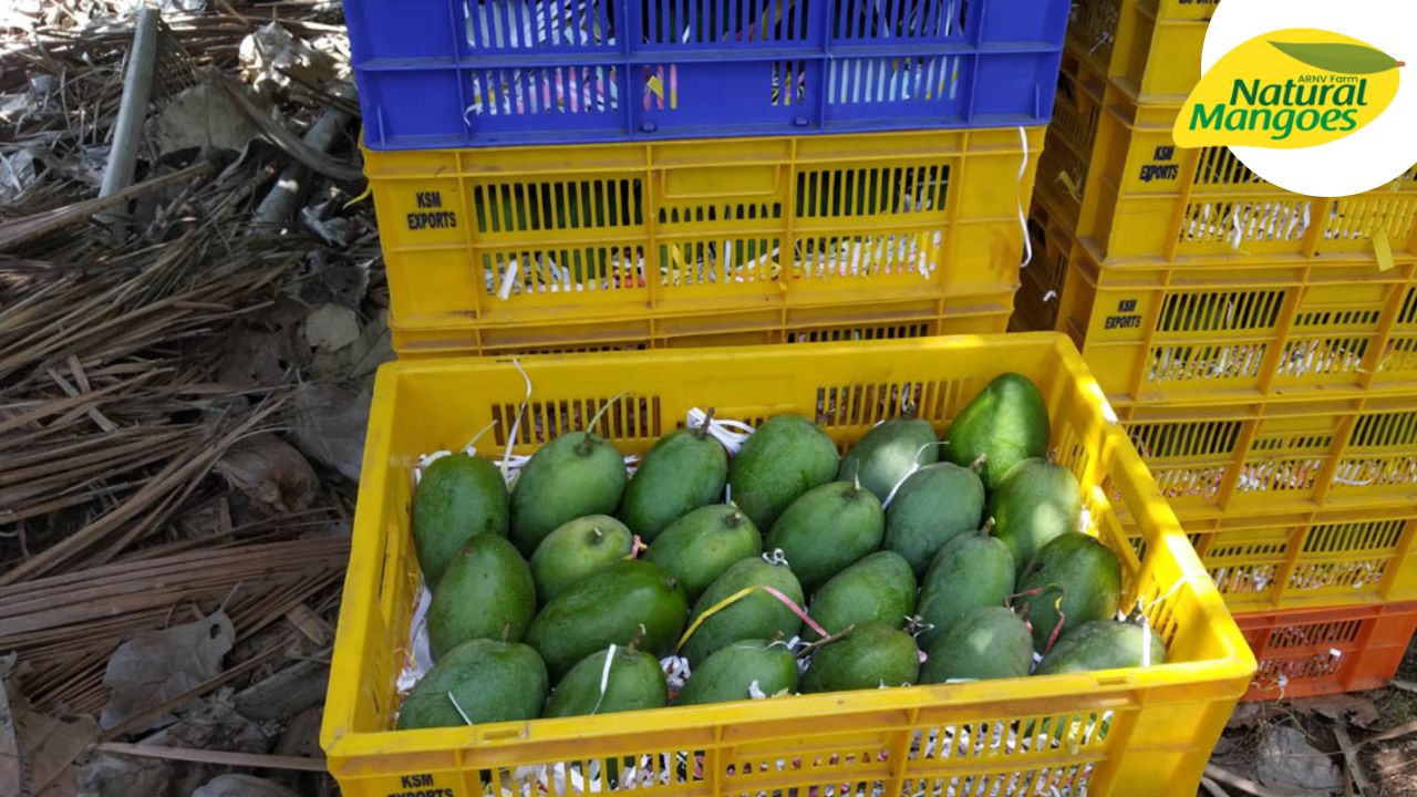Naturally ripened mangoes