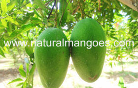 Organic Imampasand Mangoes