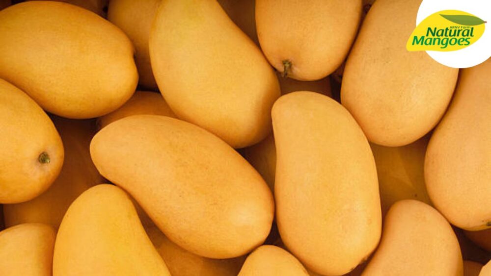 Why should we buy ORGANIC MANGOES