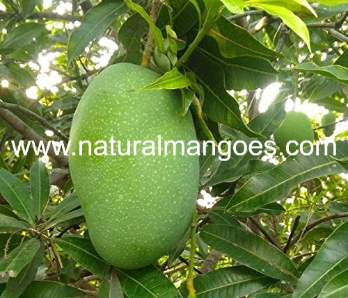 Imampasand - The Perfect Mango For Kids