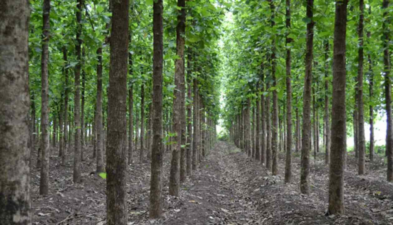 How to Start a Timber Farm in India