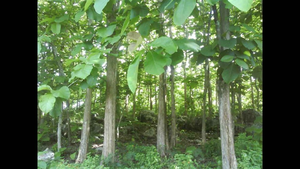 Teak Wood Plantations An Investment for Your Future