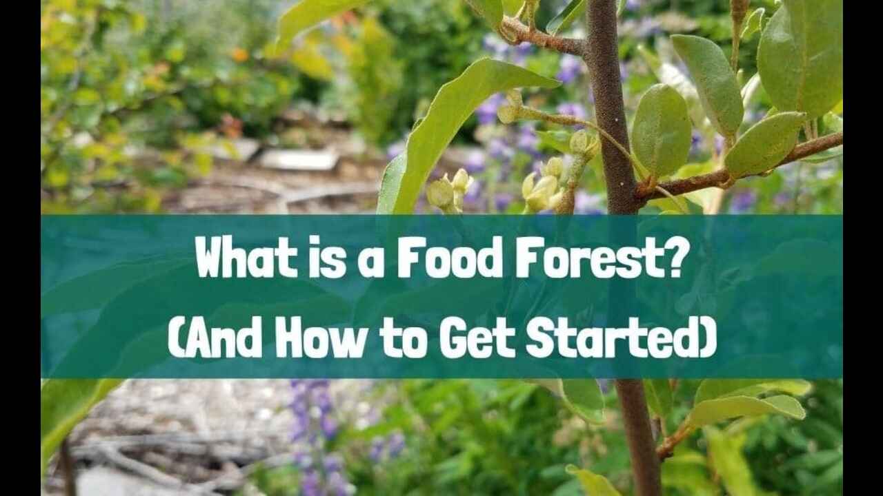 Creating A Food Forest: How To Start Your Own Food Forest