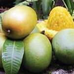 India Mango Season