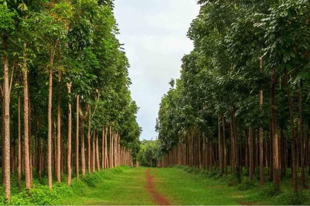 Mahogany Tree Plantation: Guide for Sustainable Source of Income