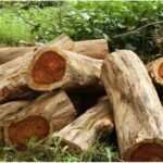 Rose Wood Timber Farming