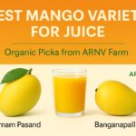 Imam Pasand mango – best mango variety for juice from ARNV Farm